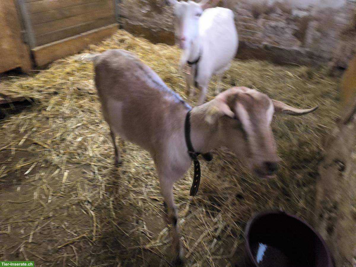 Saanen x Anglo-Nubier Ziege zu verkaufen