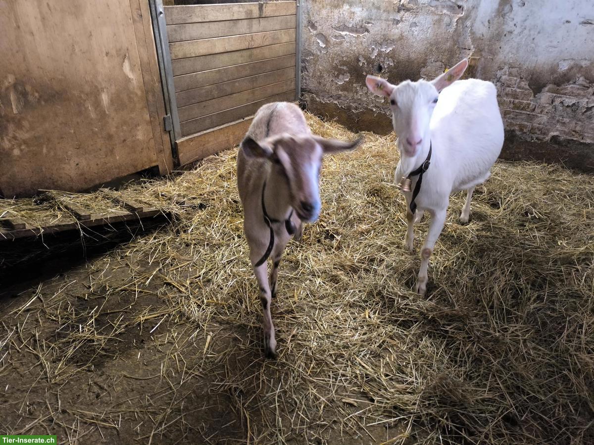 Bild 3: Saanen x Anglo-Nubier Ziege zu verkaufen