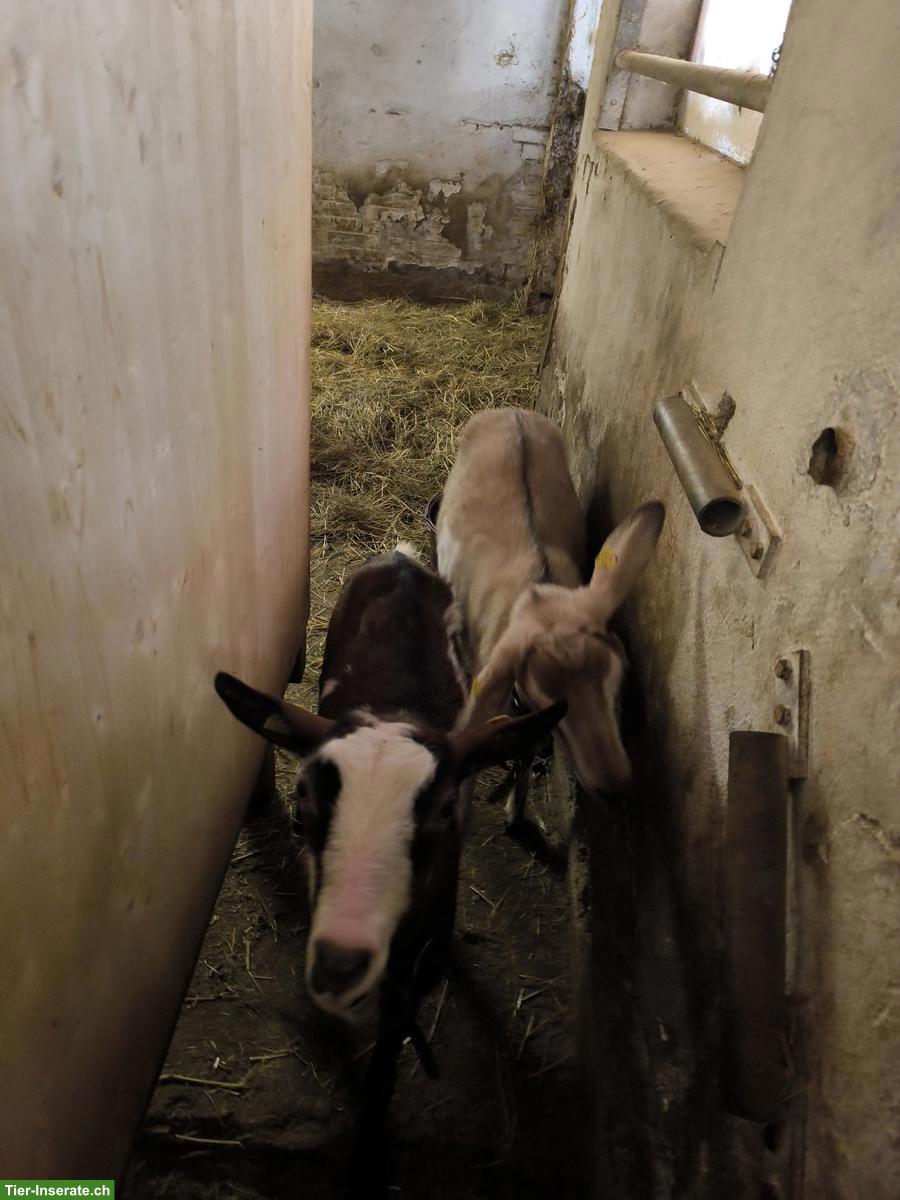 Bild 4: Saanen x Anglo-Nubier Ziege zu verkaufen