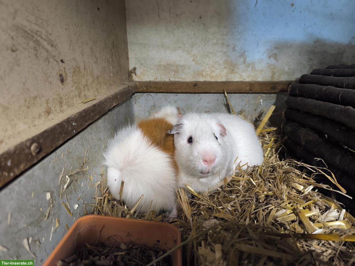 3 Meerschweinchen Geschwister zu verkaufen