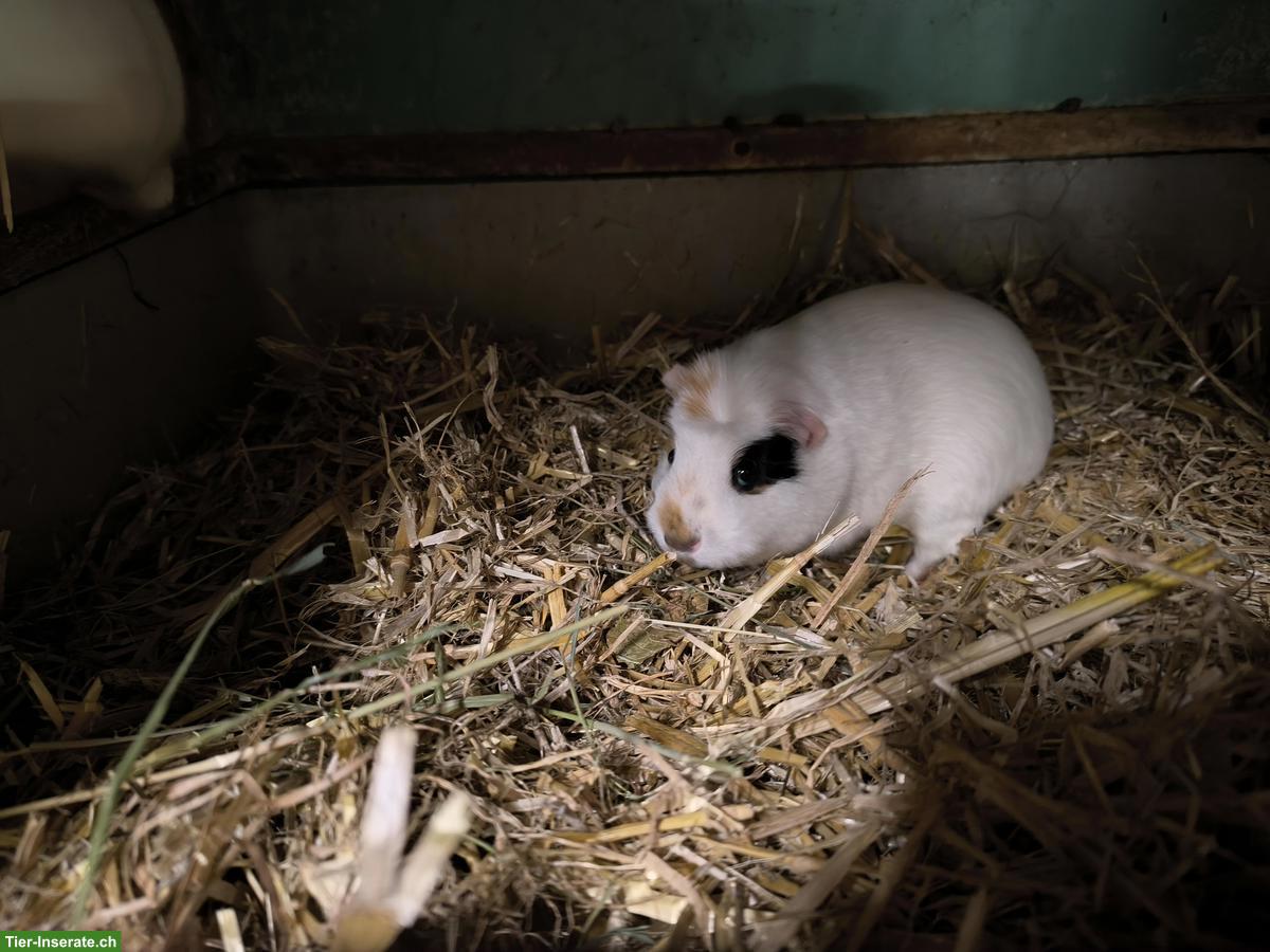 Bild 3: 3 Meerschweinchen Geschwister zu verkaufen