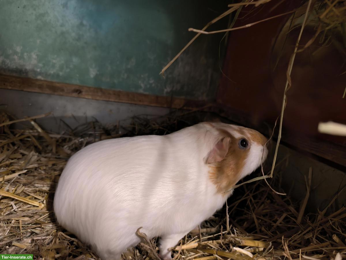 Bild 4: 3 Meerschweinchen Geschwister zu verkaufen