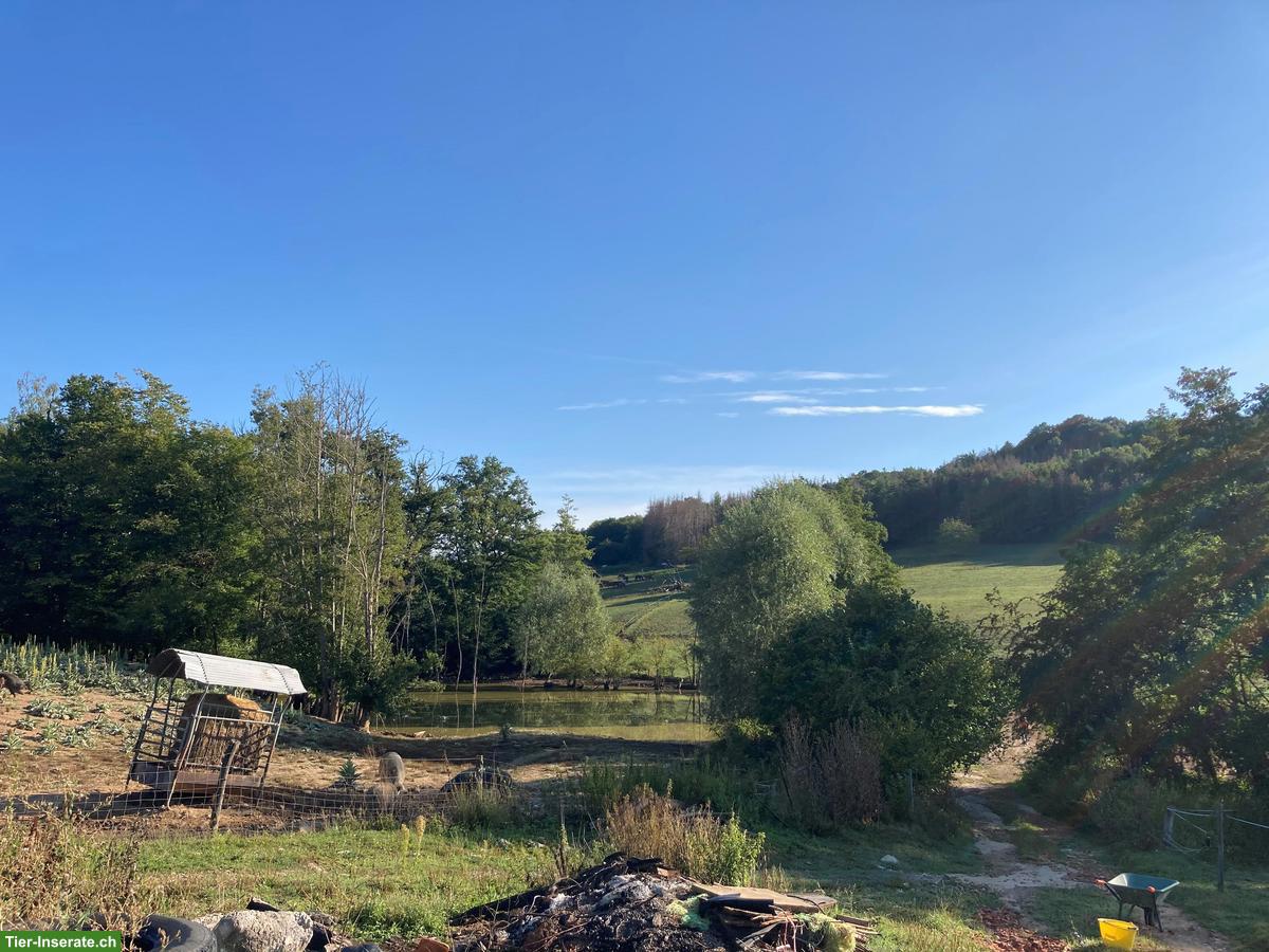 Suche Gruppenstall oder Teil-Selbstversorgerstall für 2 Pferde, Schwyz