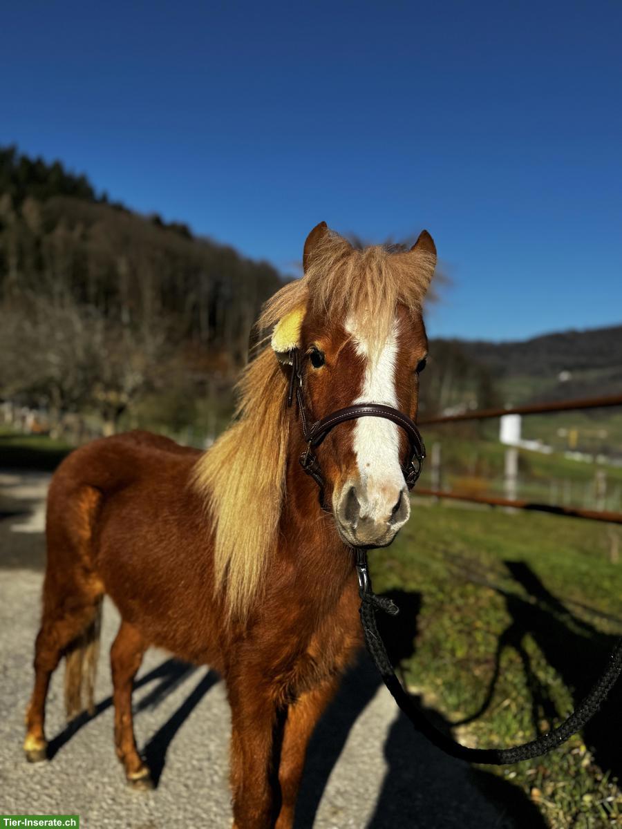 Mini Shettys, 1- bis 10-jährig, zu verkaufen