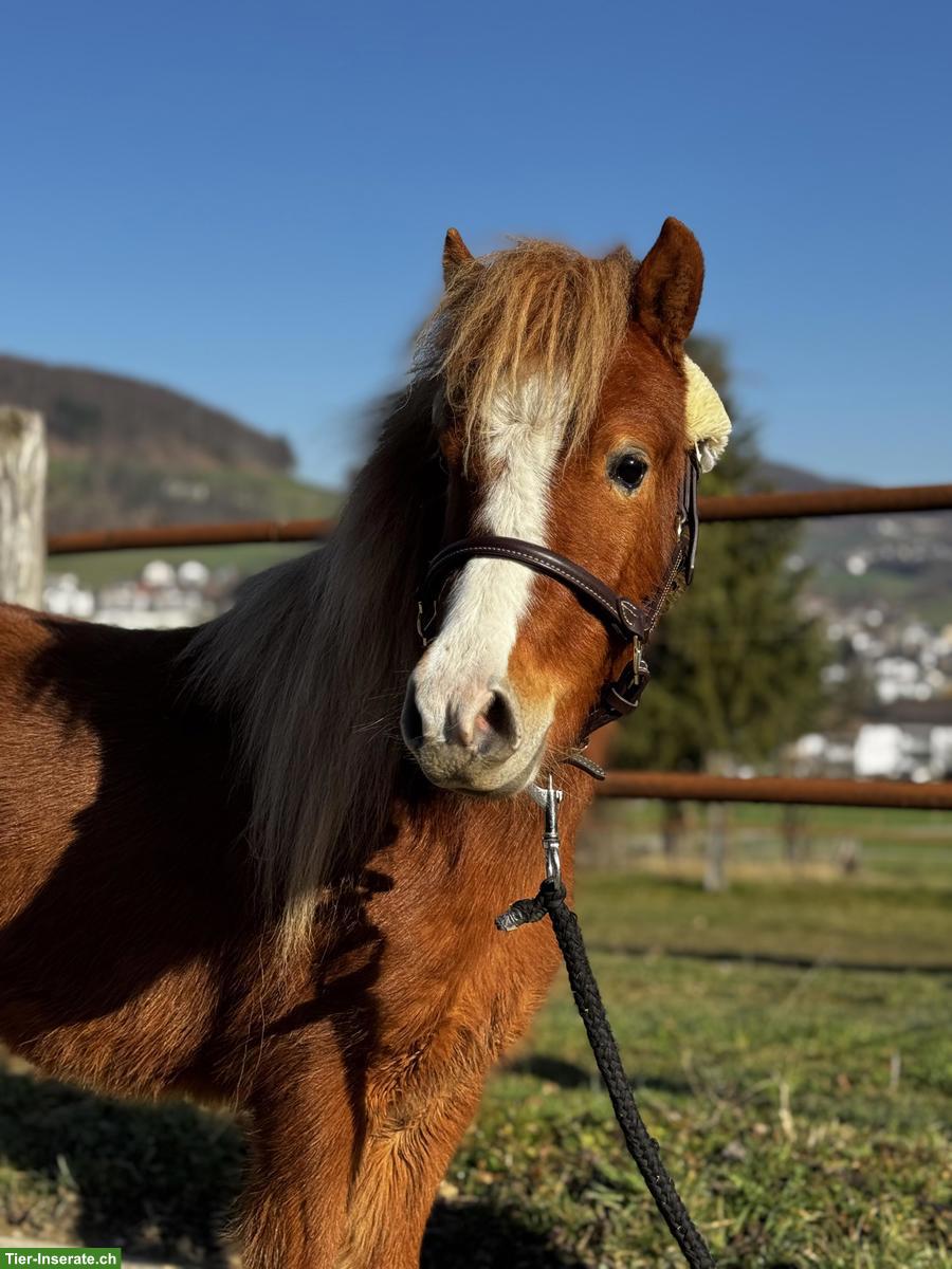 Bild 2: Mini Shettys, 1- bis 10-jährig, zu verkaufen