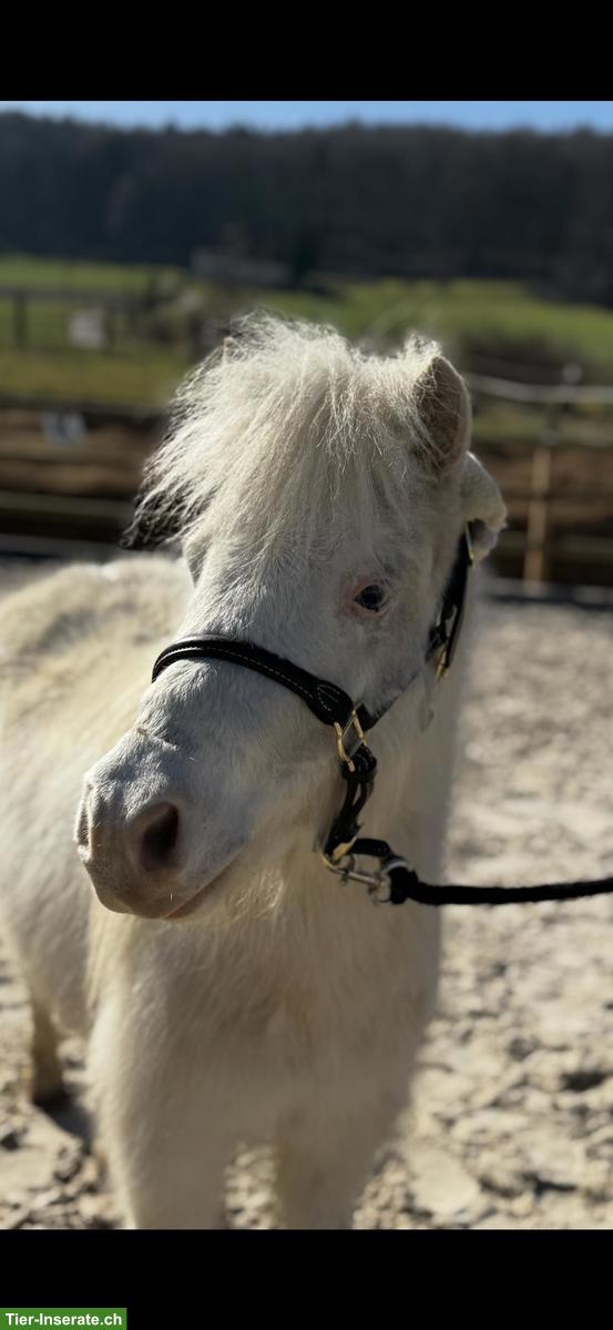 Bild 3: Mini Shettys, 1- bis 10-jährig, zu verkaufen