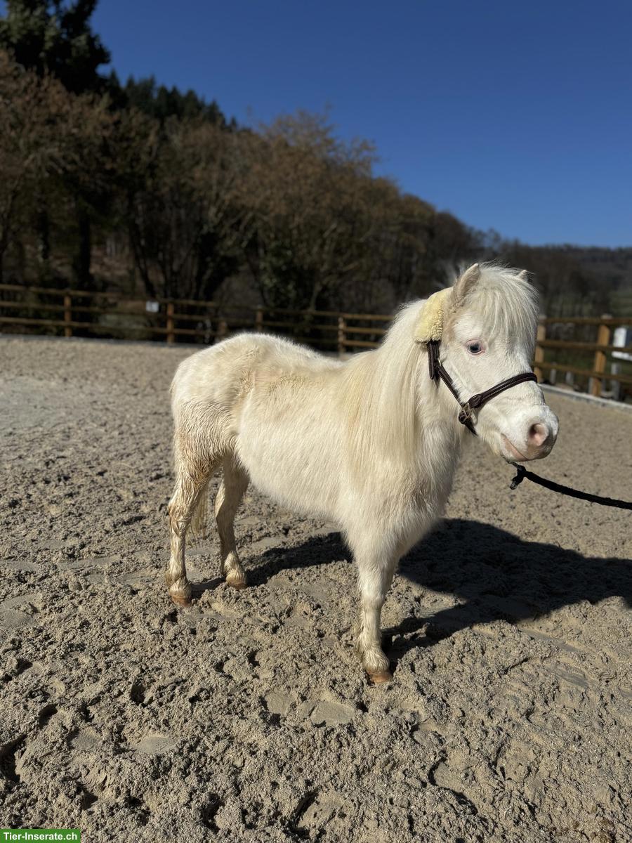 Bild 4: Mini Shettys, 1- bis 10-jährig, zu verkaufen