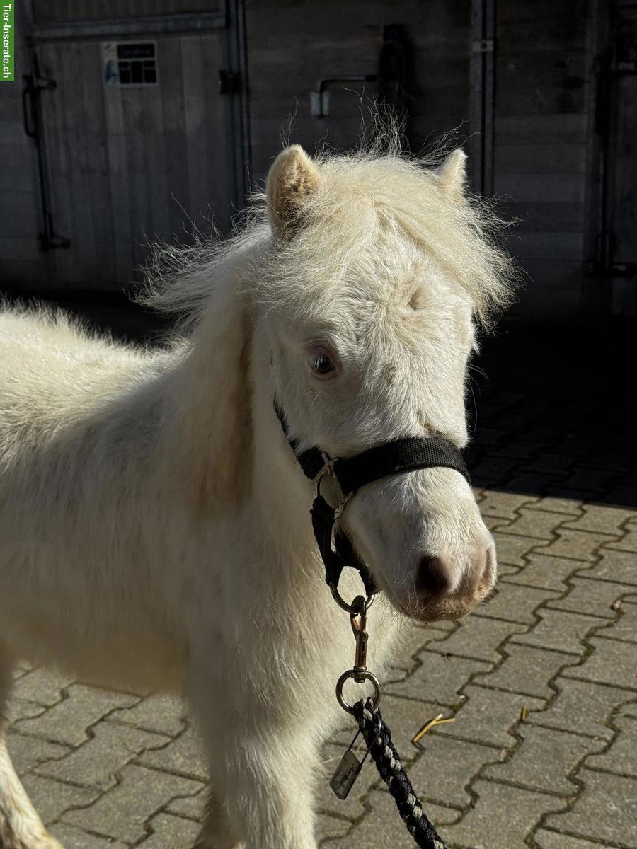 Bild 8: Mini Shettys, 1- bis 10-jährig, zu verkaufen