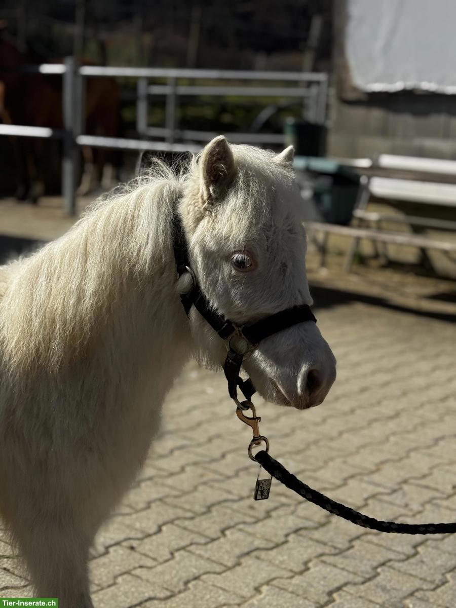 Bild 9: Mini Shettys, 1- bis 10-jährig, zu verkaufen