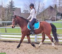 Freiberger Wallach zu verkaufen, geritten & gefahren