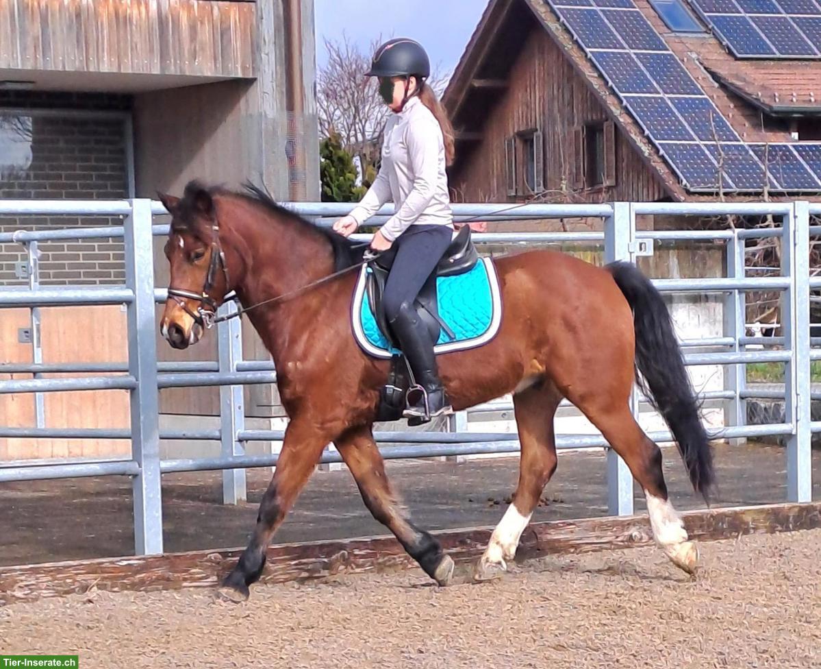 Bild 10: Freiberger Wallach zu verkaufen, geritten & gefahren