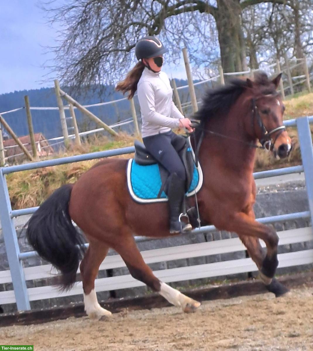 Bild 2: Freiberger Wallach zu verkaufen, geritten & gefahren