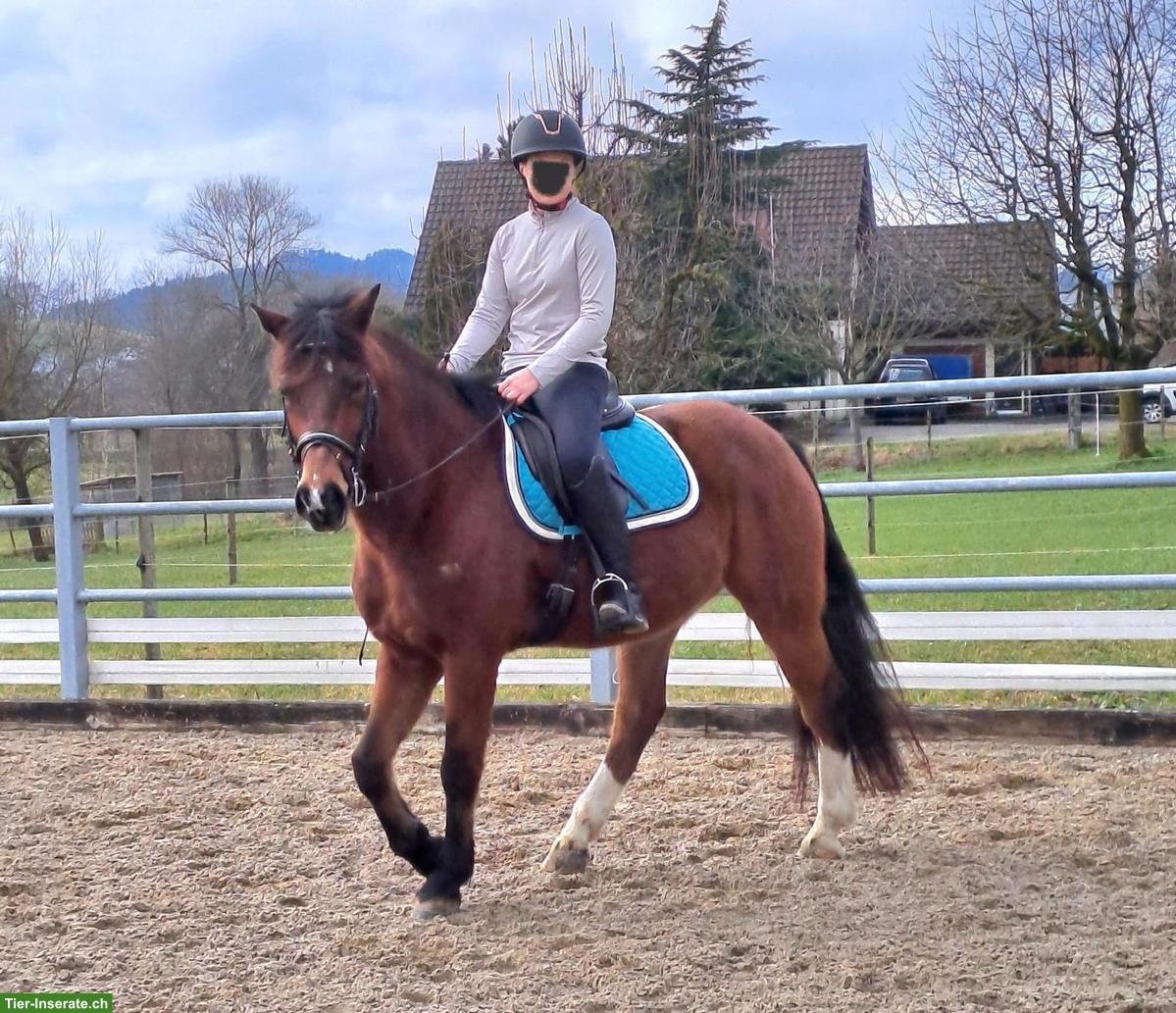 Bild 3: Freiberger Wallach zu verkaufen, geritten & gefahren