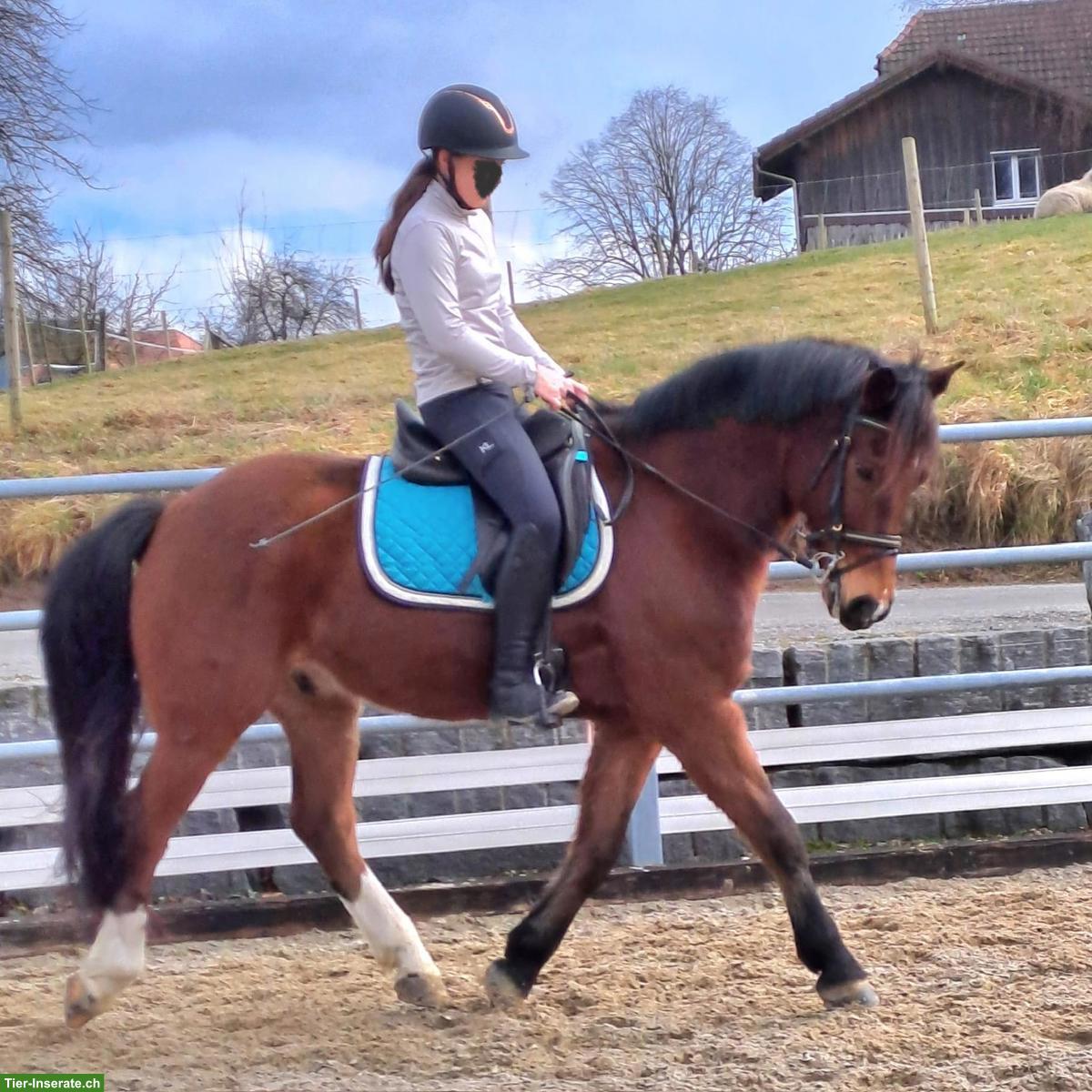 Bild 4: Freiberger Wallach zu verkaufen, geritten & gefahren