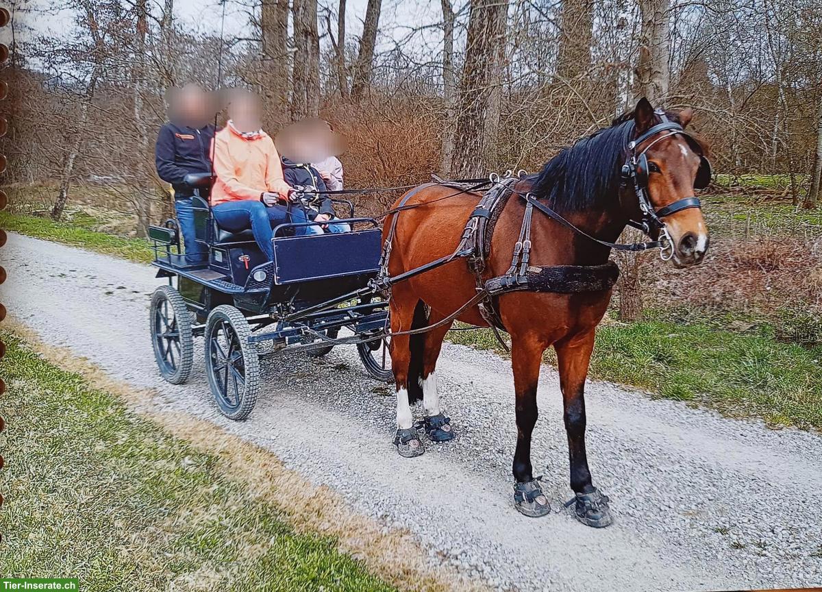 Bild 5: Freiberger Wallach zu verkaufen, geritten & gefahren