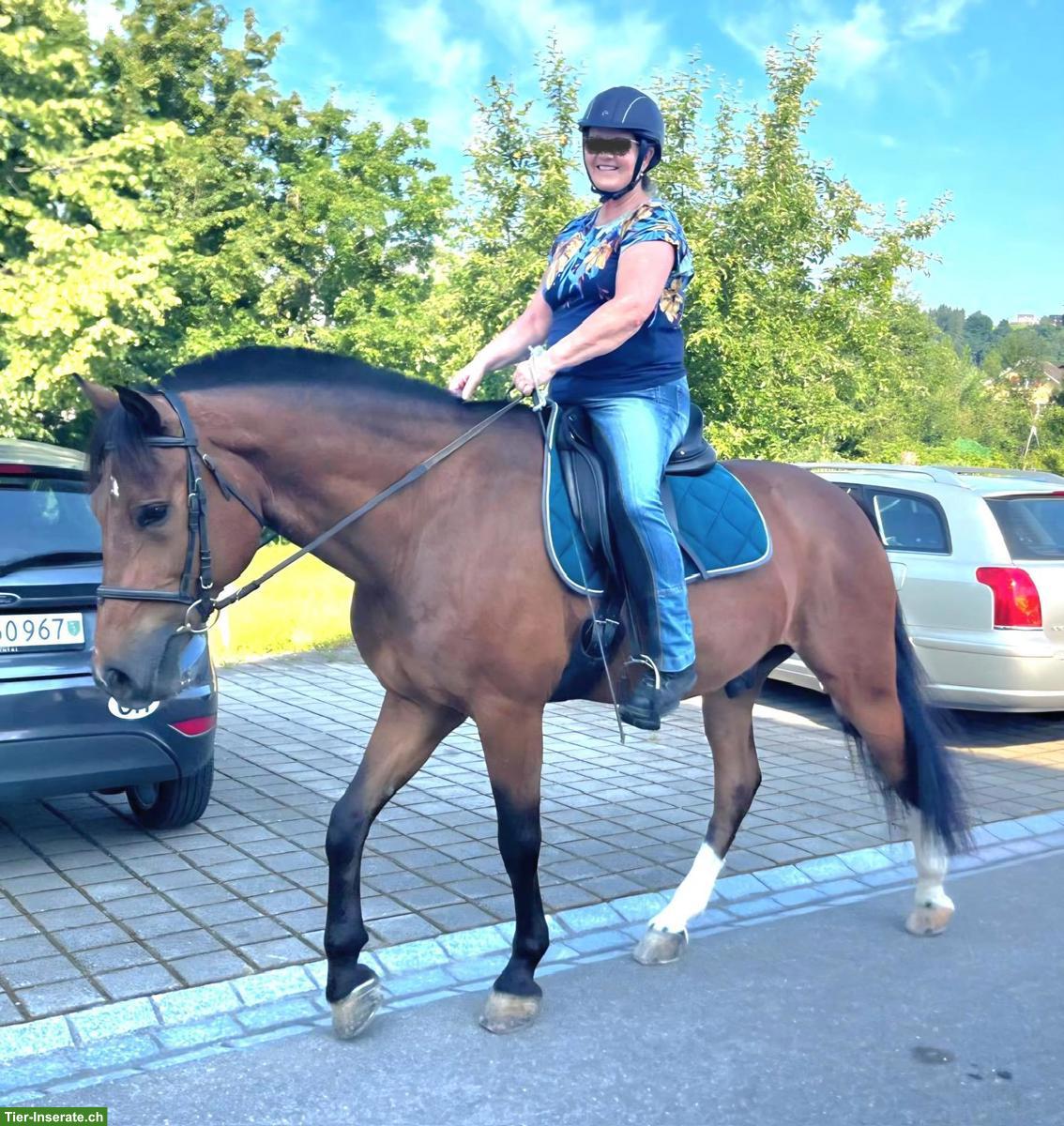 Bild 6: Freiberger Wallach zu verkaufen, geritten & gefahren