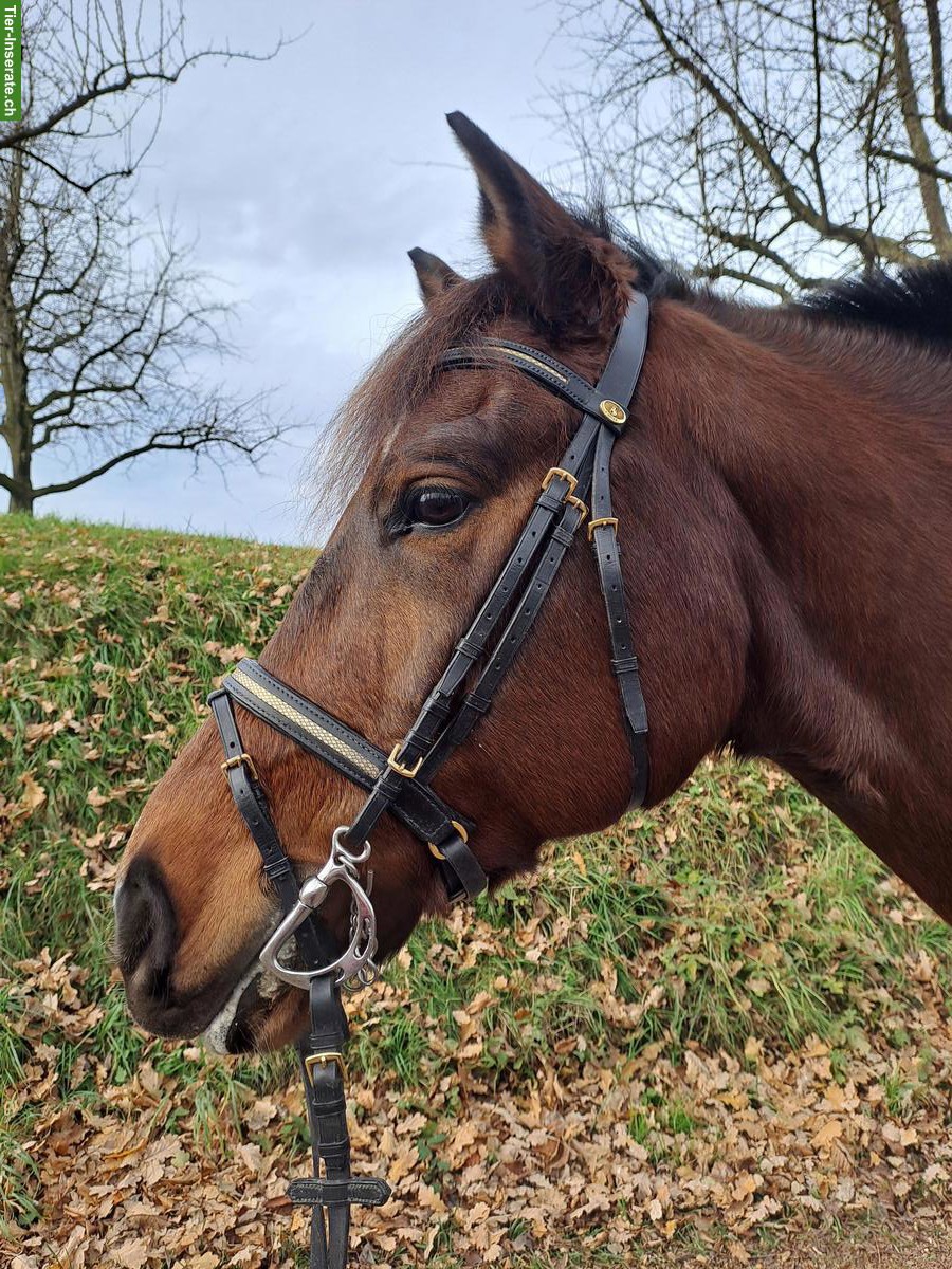 Bild 7: Freiberger Wallach zu verkaufen, geritten & gefahren