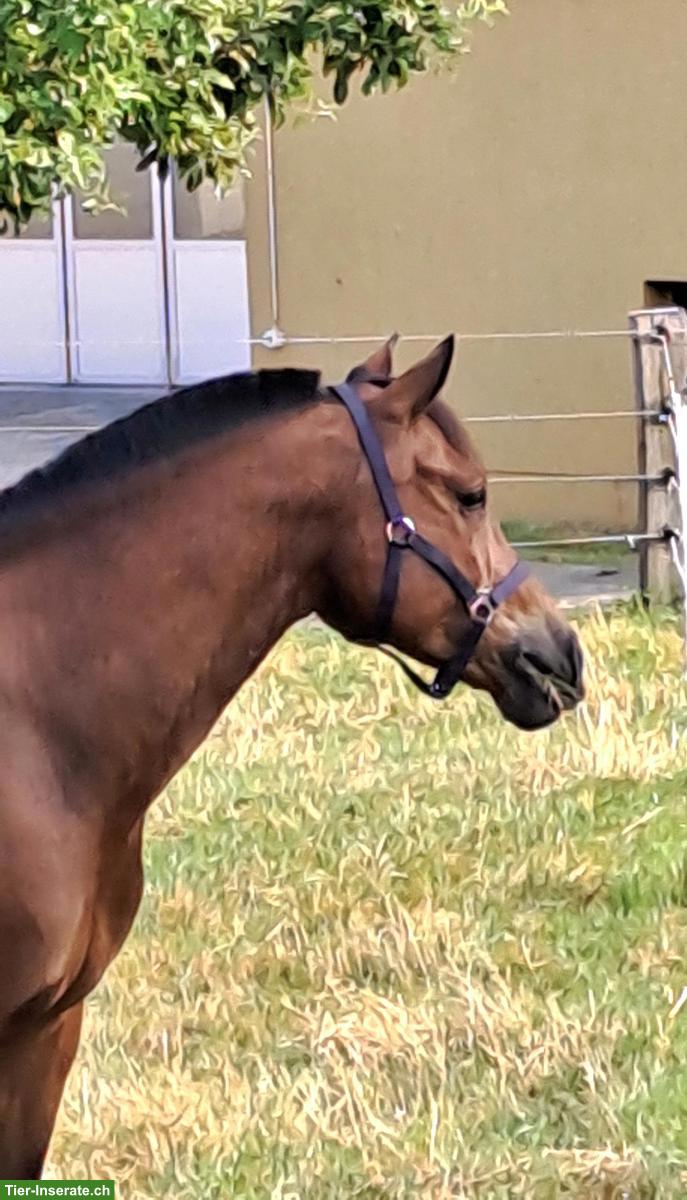 Bild 8: Freiberger Wallach zu verkaufen, geritten & gefahren