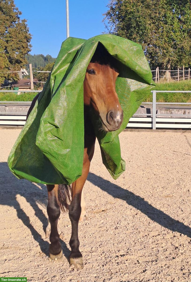 Bild 9: Freiberger Wallach zu verkaufen, geritten & gefahren