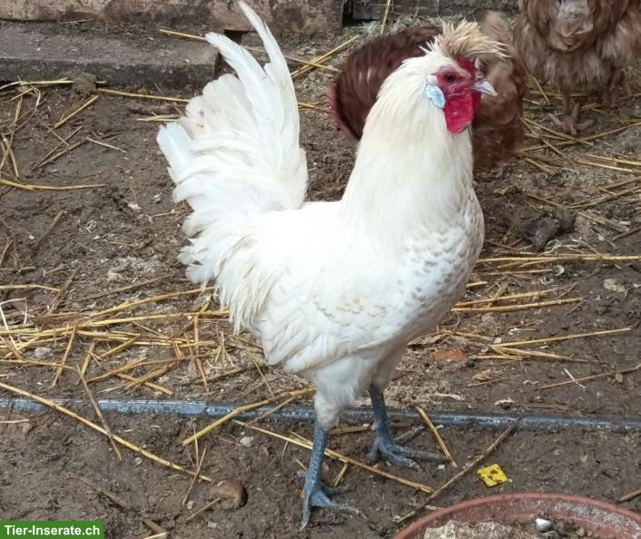 Appenzeller Spitzhauben Hahn sucht Hühnerschar