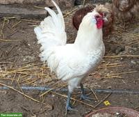 Appenzeller Spitzhauben Hahn sucht Hühnerschar