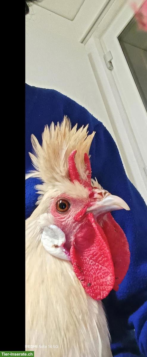 Bild 2: Appenzeller Spitzhauben Hahn sucht Hühnerschar