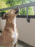 Biete Hundebetreuung mit Familienanschluss und Einzelhaltung