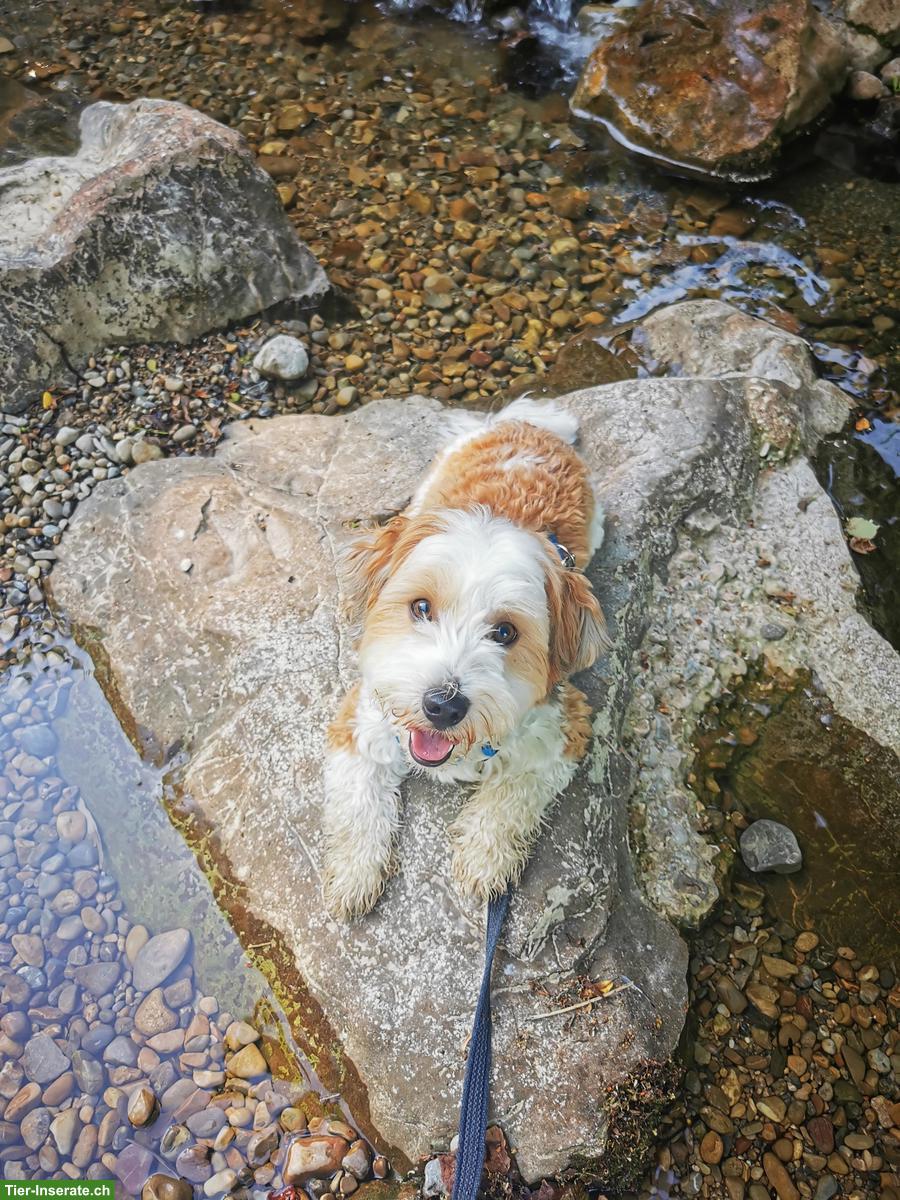 Bild 3: Biete Hundebetreuung mit Familienanschluss und Einzelhaltung