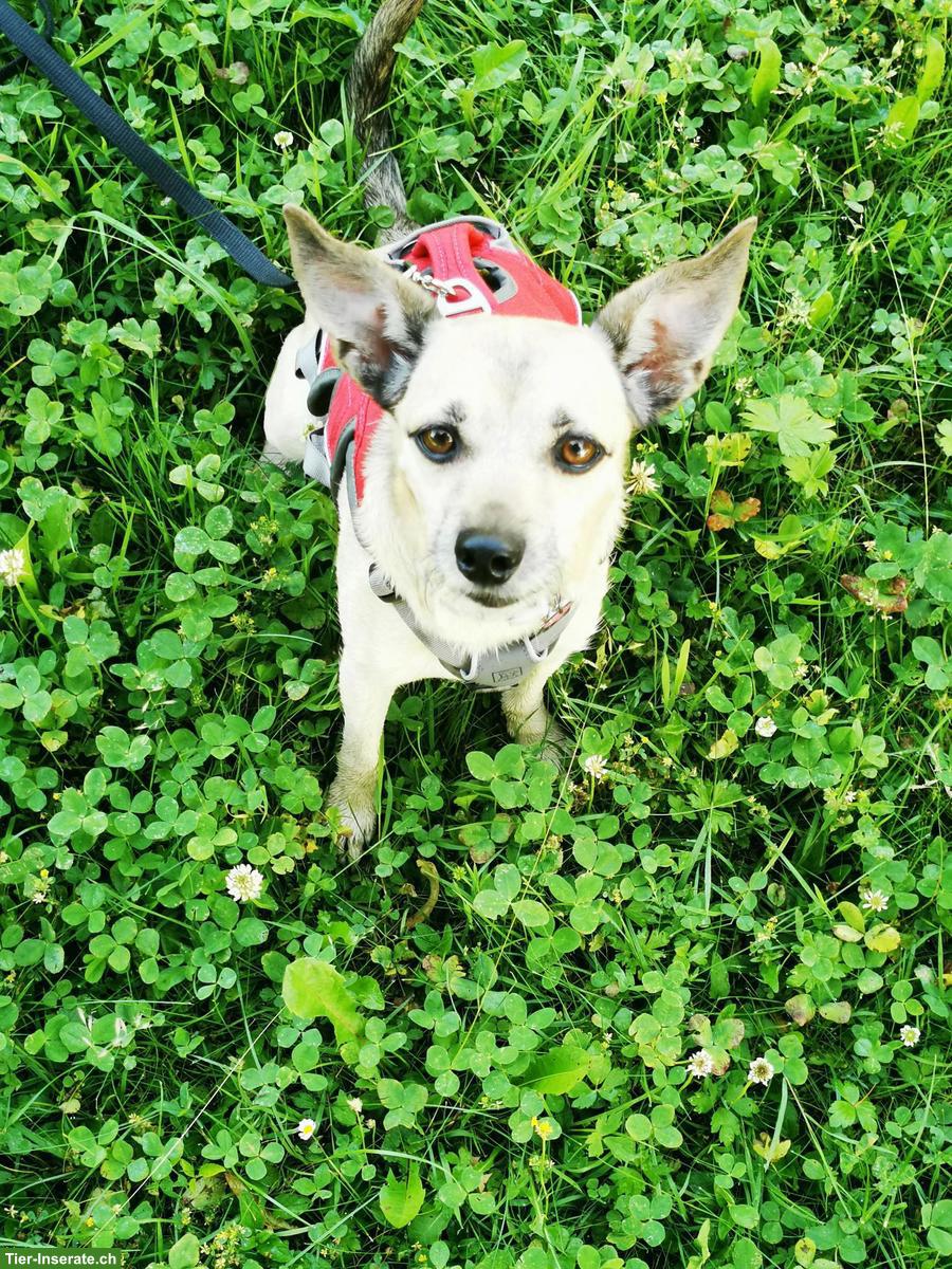 Bild 4: Biete Hundebetreuung mit Familienanschluss und Einzelhaltung