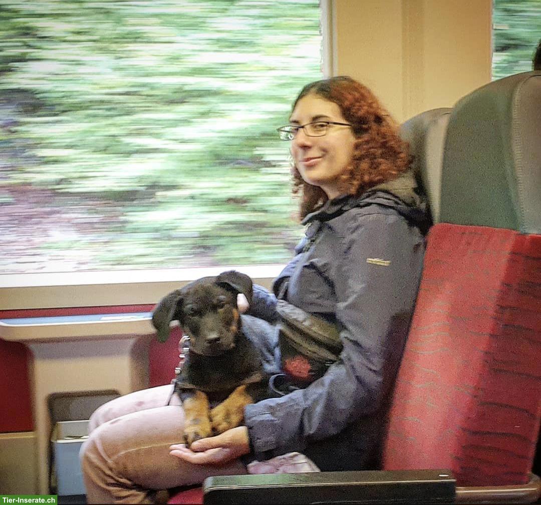 Bild 6: Hundebetreuung mit Einzelhaltung und Familienanschluss