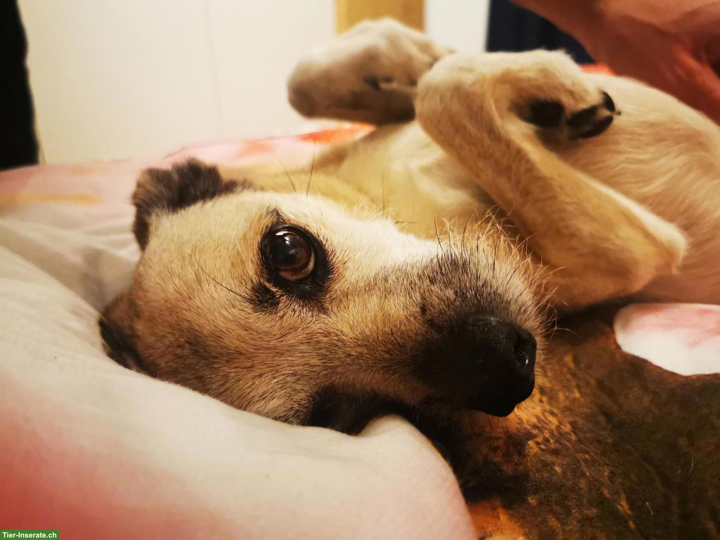 Bild 9: Hundebetreuung mit Einzelhaltung und Familienanschluss