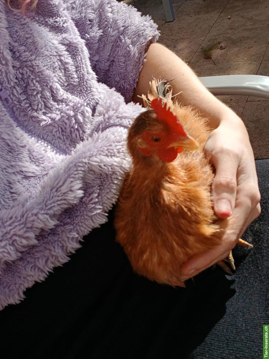 Zwergseiden + Serama Henne, seltene Hühnerrasse