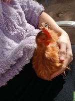 Zwergseiden + Serama Henne, seltene Hühnerrasse