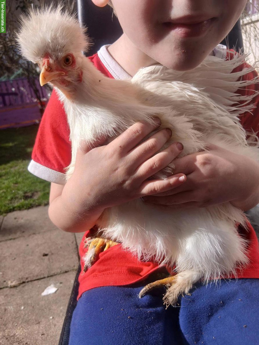 Bild 2: Zwergseiden + Serama Henne, seltene Hühnerrasse