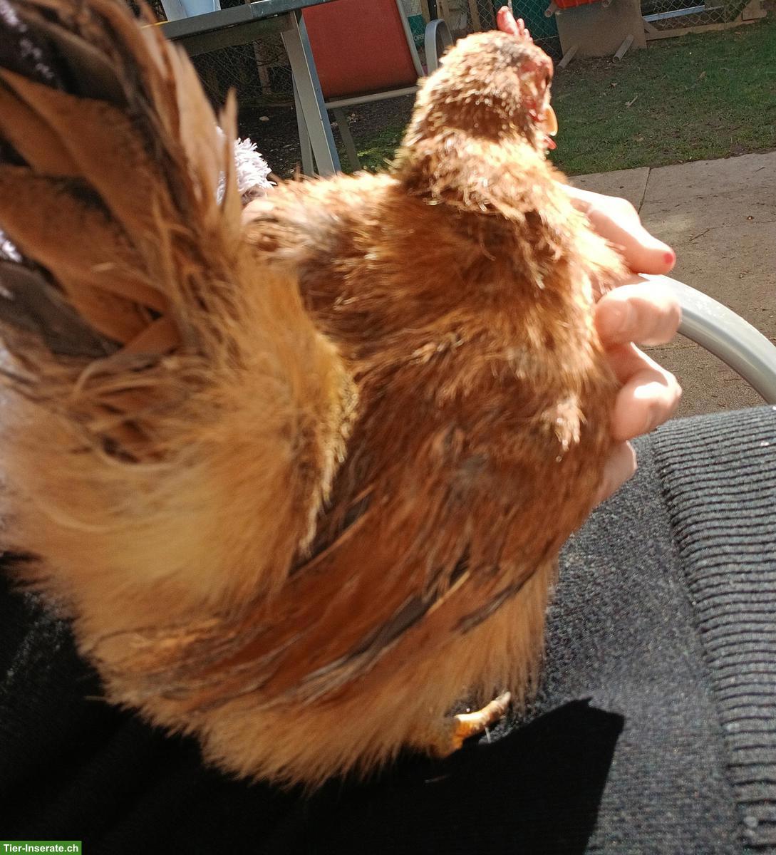 Bild 3: Zwergseiden + Serama Henne, seltene Hühnerrasse