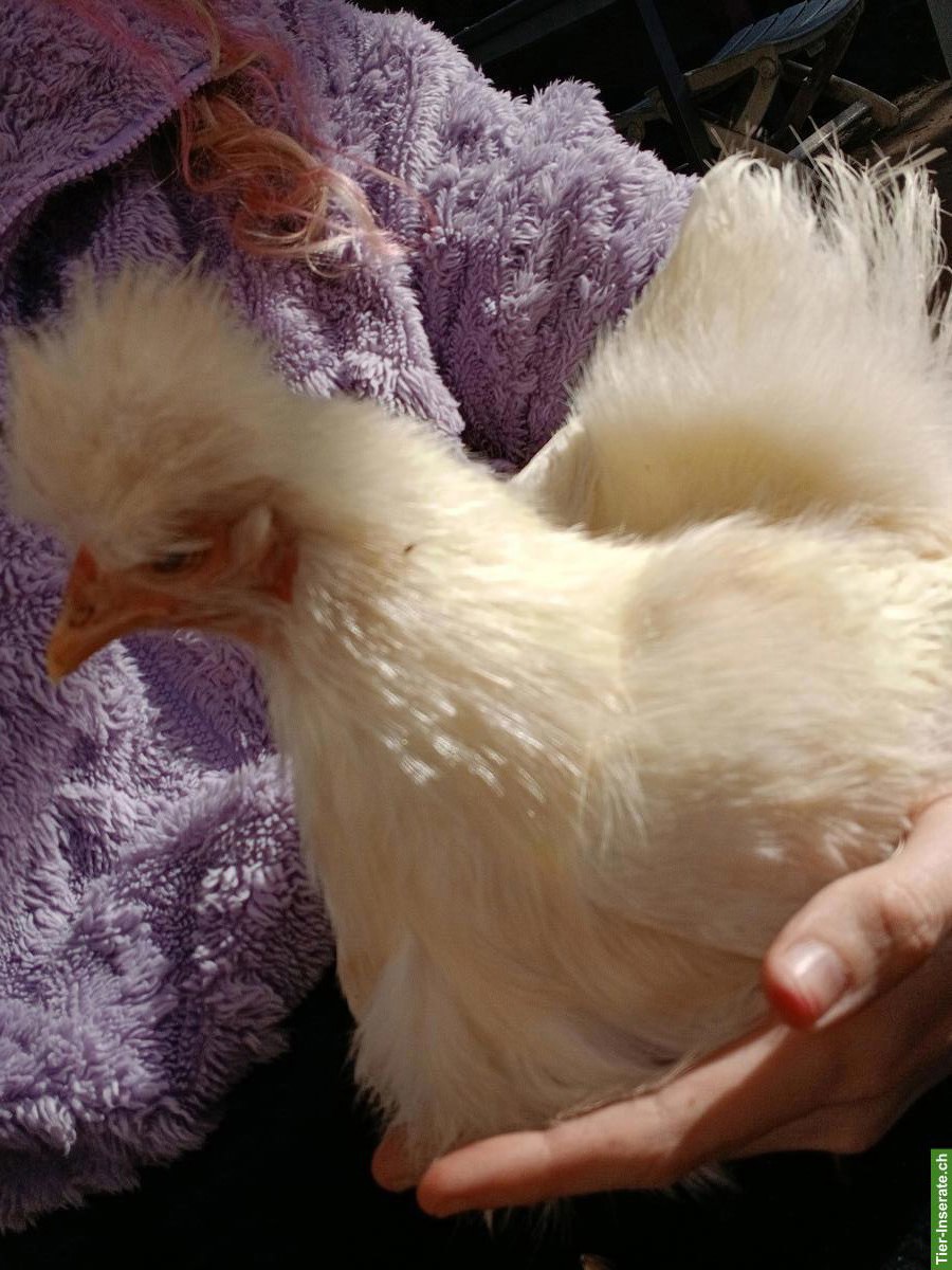 Bild 4: Zwergseiden + Serama Henne, seltene Hühnerrasse