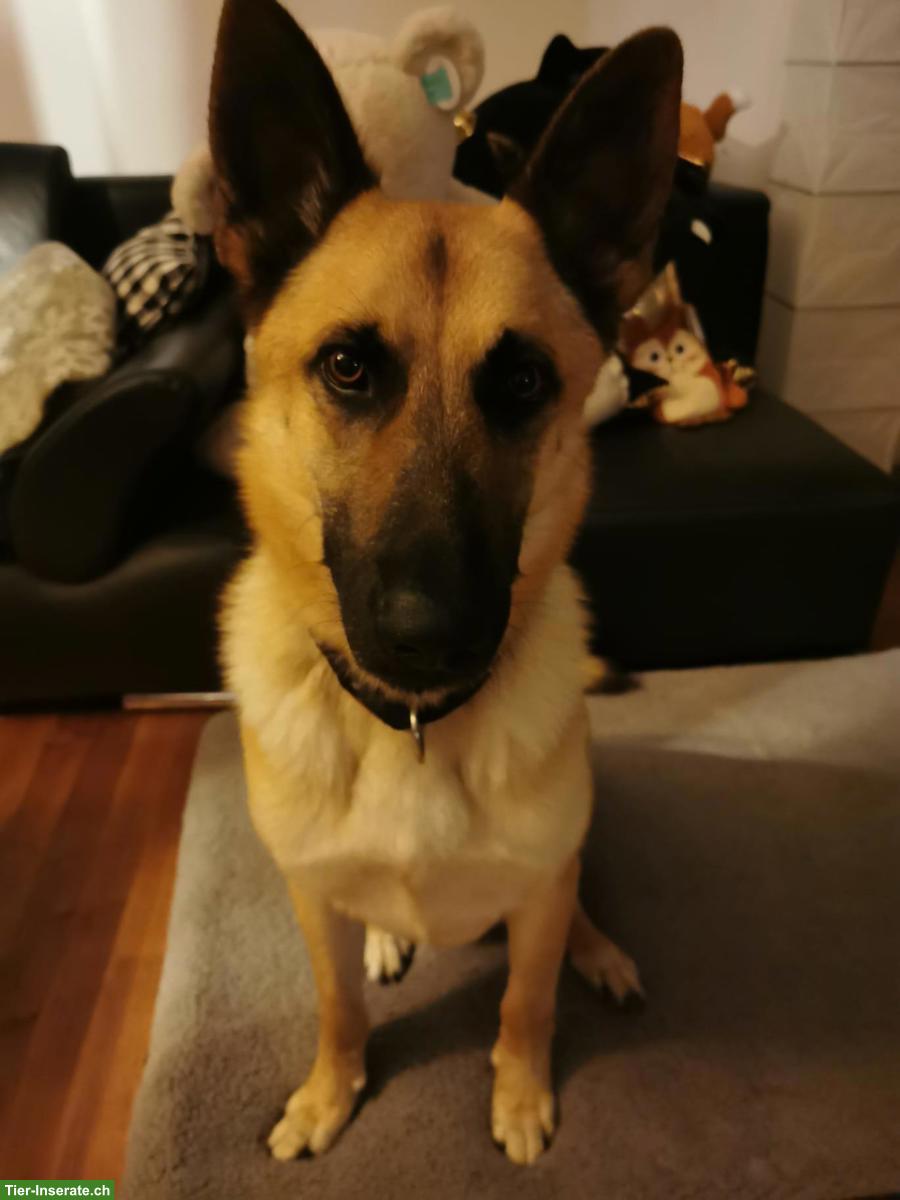 Dogsitter für Malinois-Mix gesucht