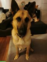 Dogsitter für Malinois-Mix gesucht