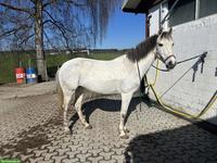 Tolle Ponystute, Schimmel für kleine Erwachsene