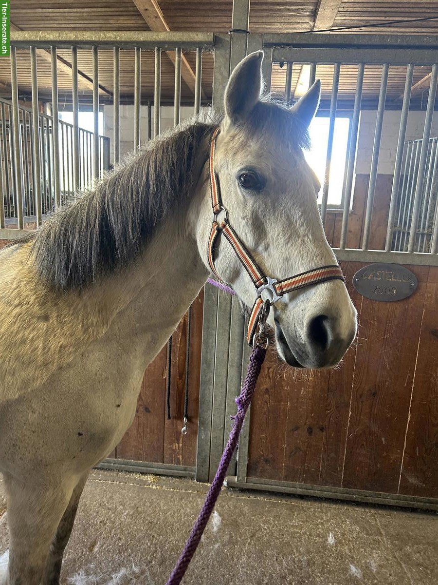 Bild 2: Tolle Ponystute, Schimmel für kleine Erwachsene