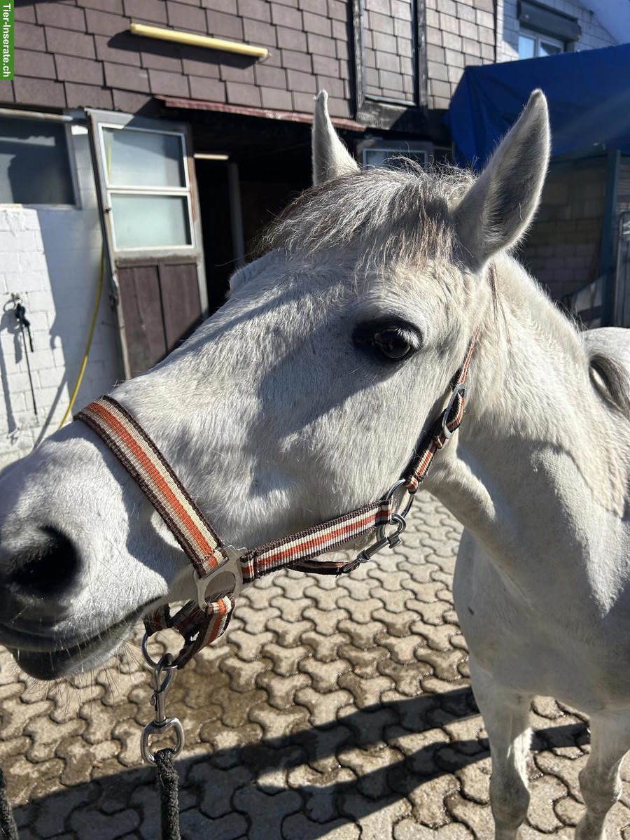Bild 3: Tolle Ponystute, Schimmel für kleine Erwachsene