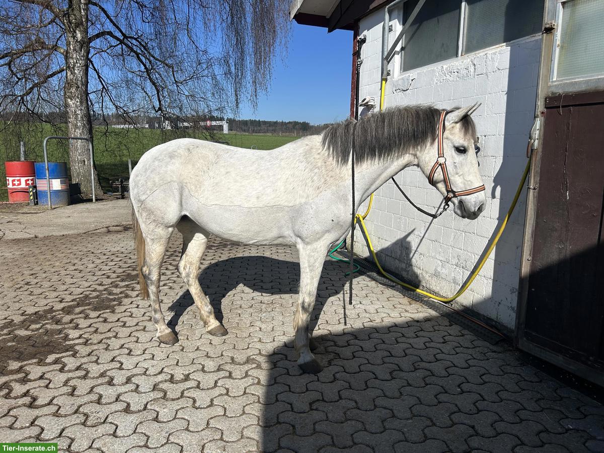 Bild 4: Tolle Ponystute, Schimmel für kleine Erwachsene