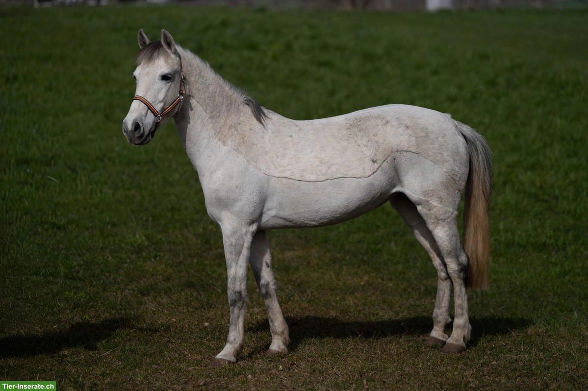 Bild 5: Tolle Ponystute für kleine Erwachsene