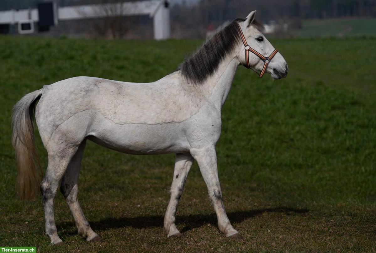Bild 6: Tolle Ponystute für kleine Erwachsene