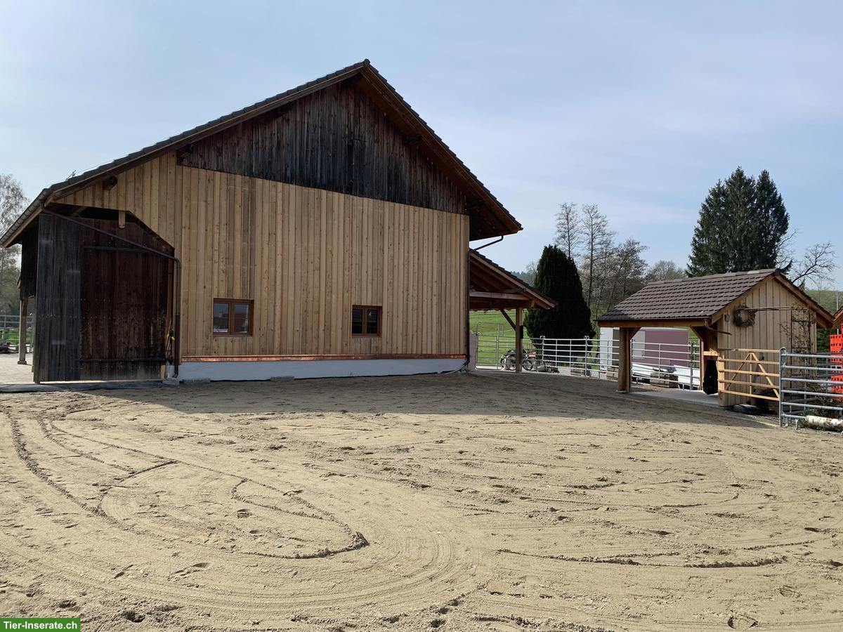 Offenstallplatz frei im Zürcher Weinland, 8458 Dorf
