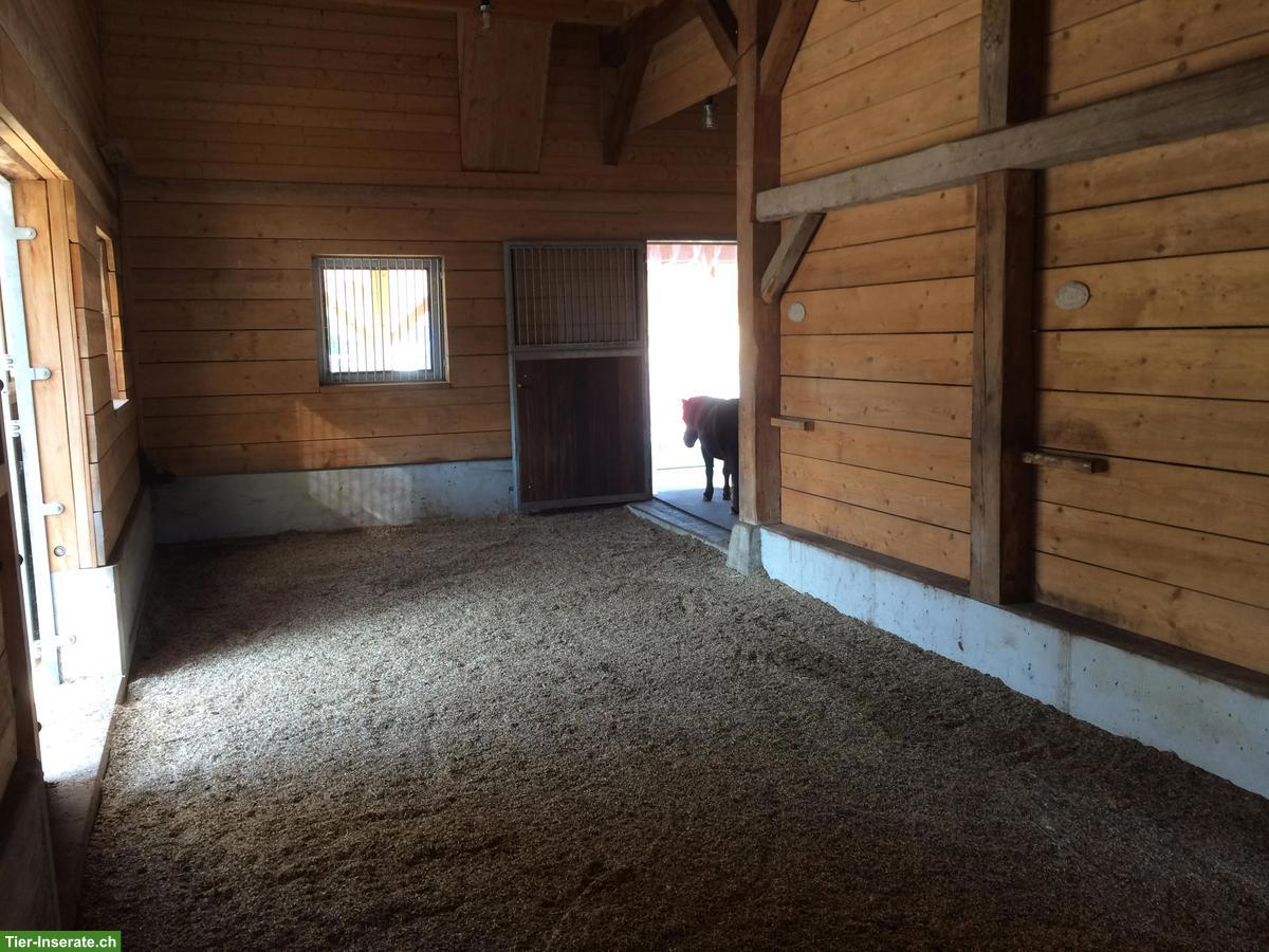 Bild 2: Offenstallplatz frei im Zürcher Weinland, 8458 Dorf