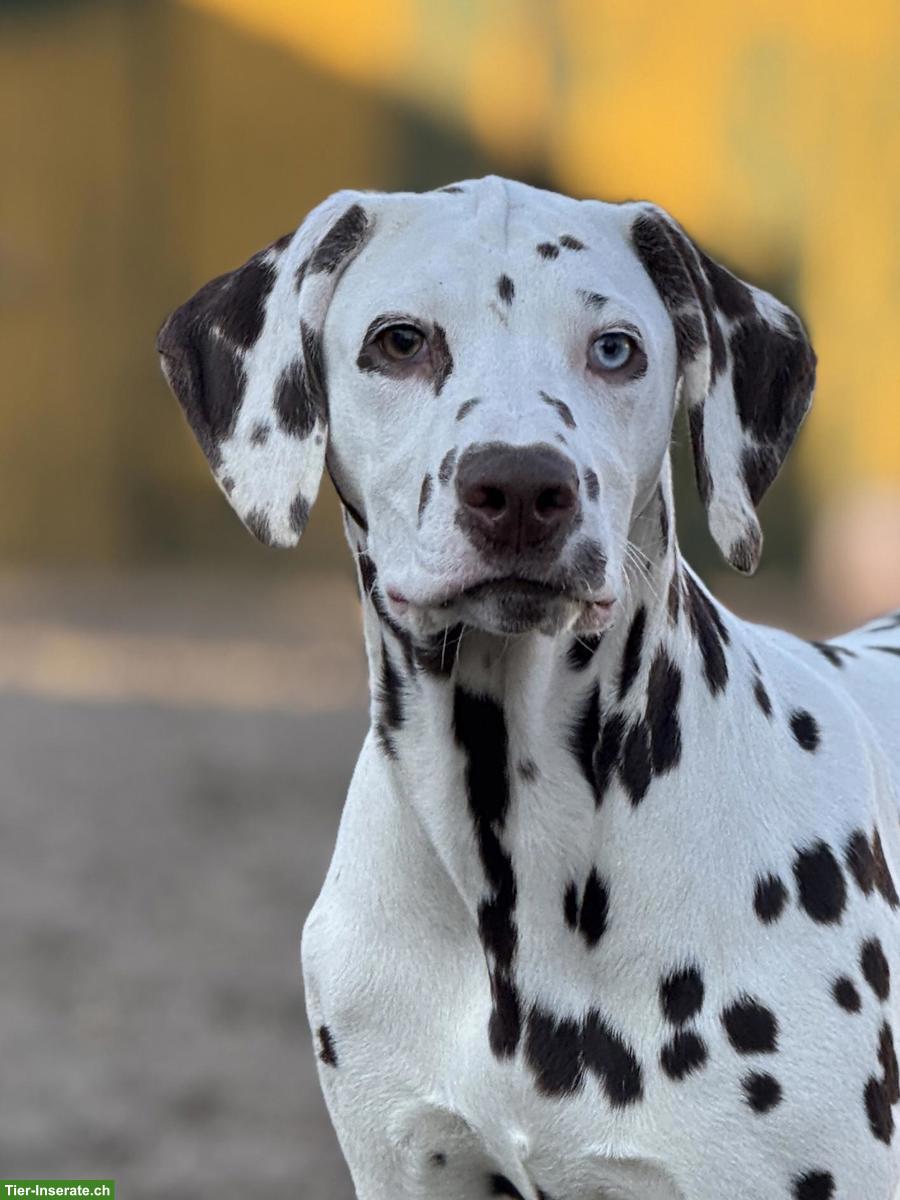 Wunderschöne Dalmatiner Welpen suchen ihr Zuhause