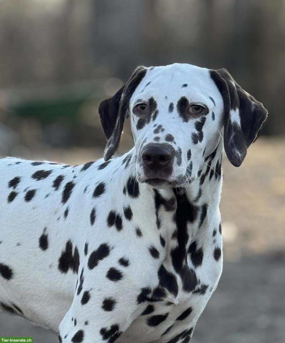 Bild 2: Wunderschöne Dalmatiner Welpen suchen ihr Zuhause