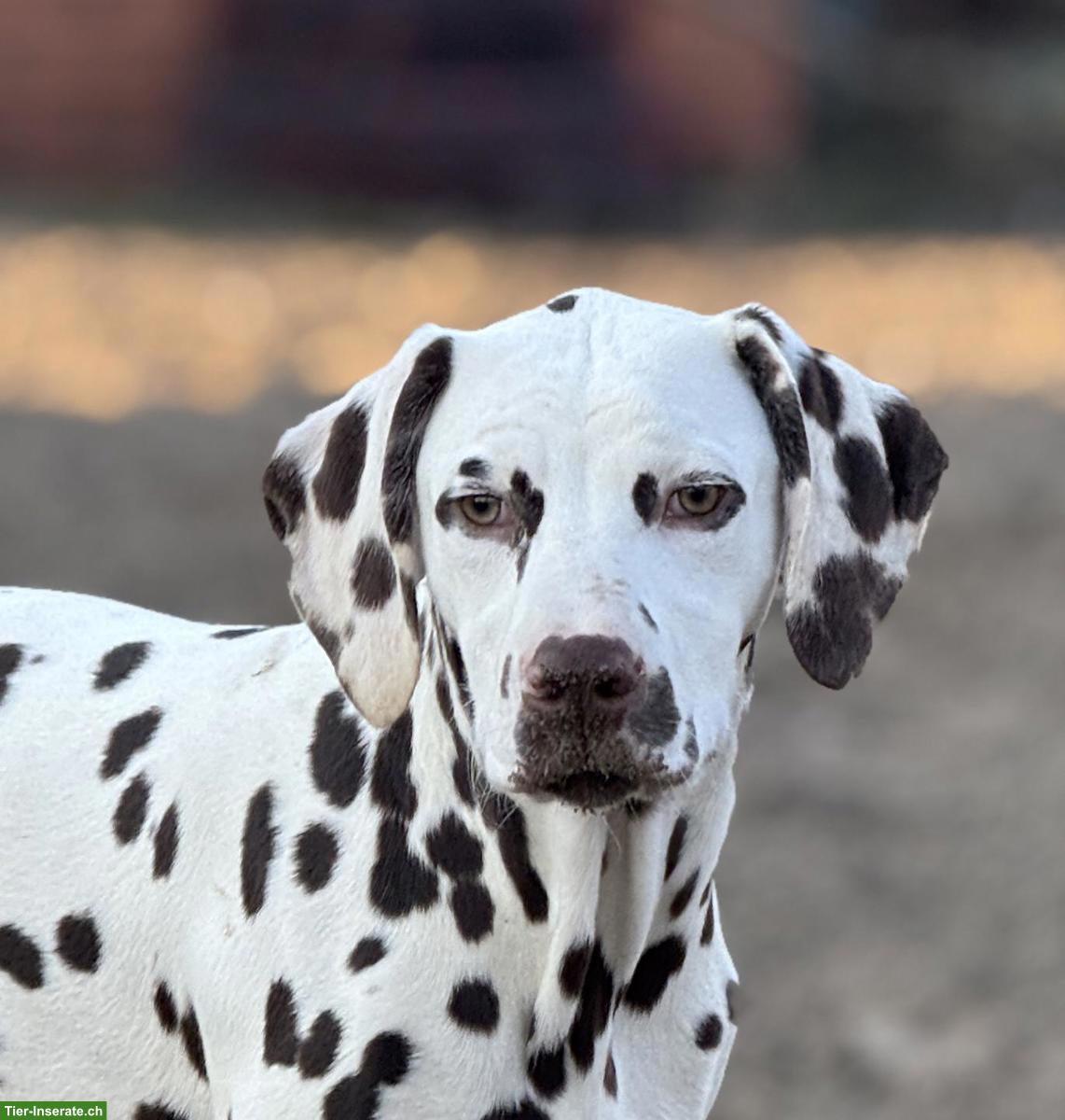 Bild 3: Wunderschöne Dalmatiner Welpen suchen ihr Zuhause