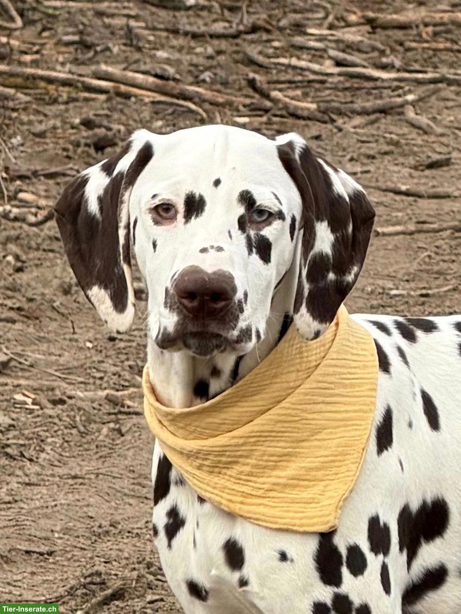 Bild 4: Wunderschöne Dalmatiner Welpen suchen ihr Zuhause